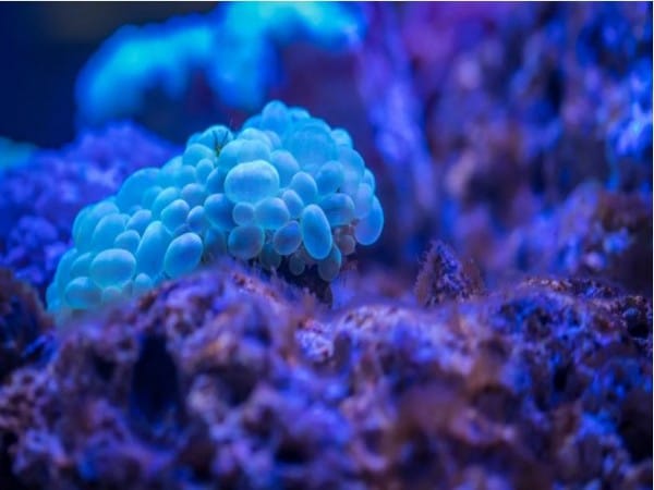 Research discovers new bacteria clinging to deep-sea plastic to travel around the ocean