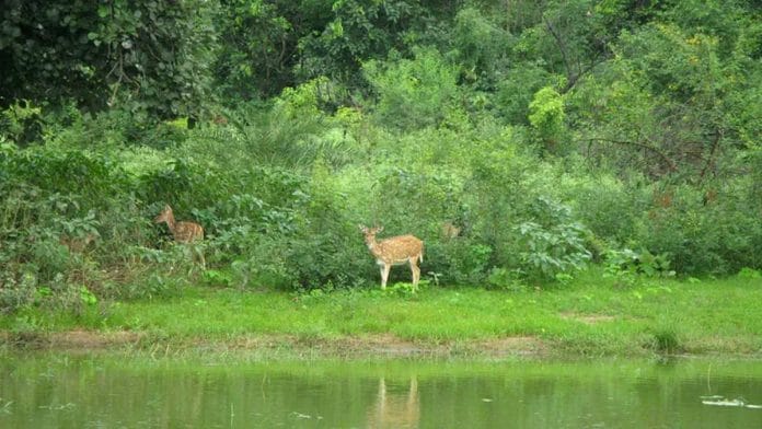 Representational image | A national park in Madhya Pradesh | Commons