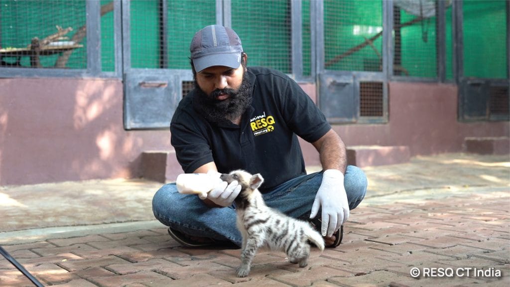 RESQ Rehabilitator feeding the hyena cub at the RESQ Wildlife TTC, Pune | Neha Panchamia