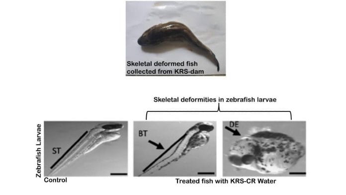 An image from the study, showing deformities in fish skeletons raised in water from the Cauvery river | By special arrangement
