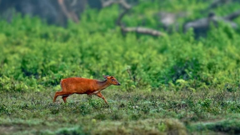 Wildlife Protection Amendment Bill 2021 misses the target despite good intentions