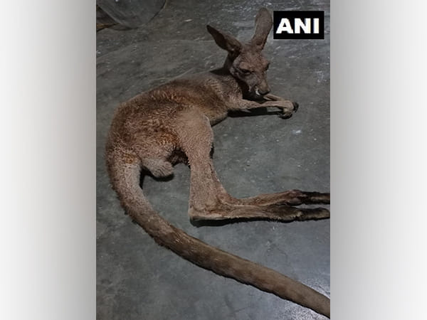 Third Kangaroo rescued from West Bengal's Jalpaiguri in a day, team formed to investigate