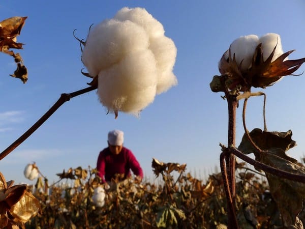  Centre waives off customs duty on cotton imports till Sept 30