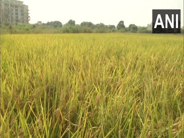 Ahead of next farming season, India grapples with skyrocketing international price of fertilisers