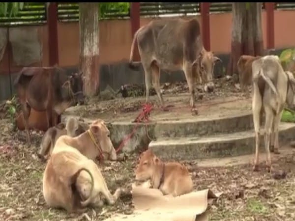 Assam: Truck with 35 cattle heads seized in Biswanath, five arrested