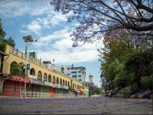 Nepali capital turns purple as Jacaranda blooms