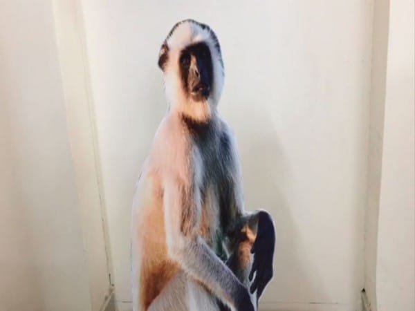 Forest Dept experiments with langoor cut-outs to scare away monkeys in UP's Meerut
