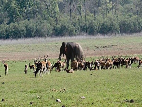 U'khand govt sacks Corbett chief, 2 IFS officers over illegal construction