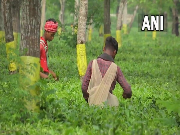 Siliguri: Tea industry at a loss amid hike in coal prices, seeks immediate govt intervention