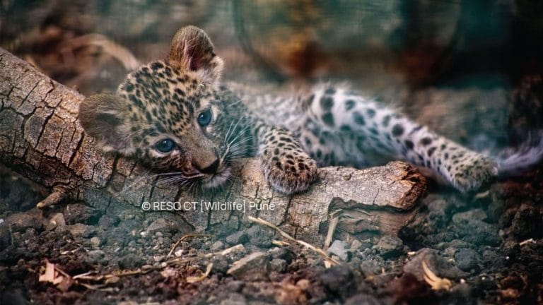 Orphaned and exposed, why these Indian leopard cubs can’t return to the wild