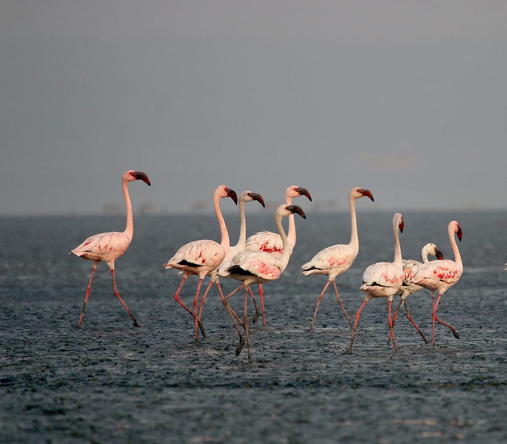 Lesser flamingos at Thane Creek | Credit: BNHS