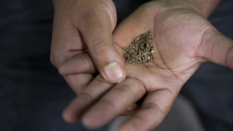 Chewing tobacco is worse than smoking for the heart, Patna medical institute says