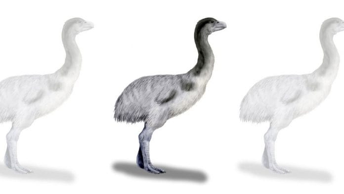 Representational image of Genyornis newtoni | Wikipedia