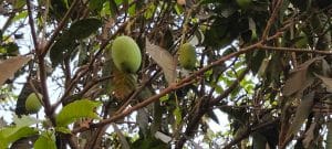 A mango tree in farmer Prem Kishore's orchard in Vaishali, Bihar | Photo by Puja Mehrotra/ThePrint