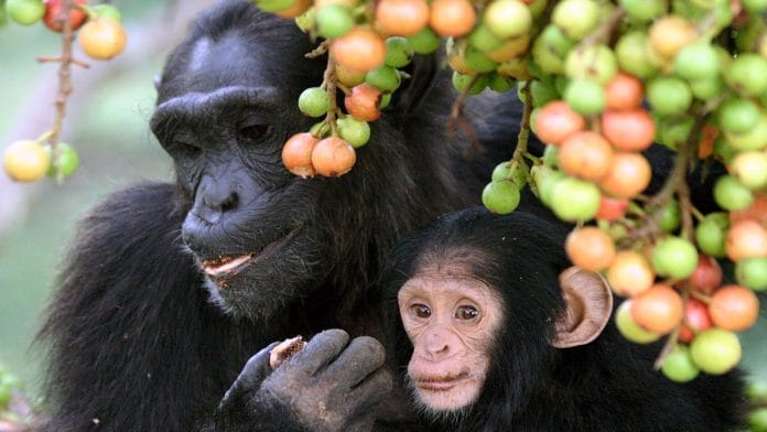 Representational image of an adult female chimpanzee and her infant at Uganda's Kibale National Park | Commons