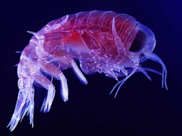 Researchers reveal decline of diatoms due to ocean acidification