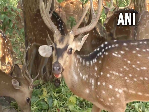 J-K: Udhampur's Tanday Park make arrangements for animals to beat heat