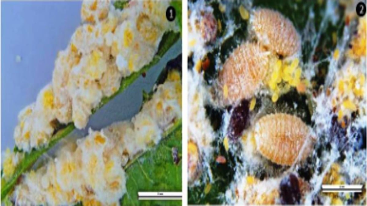 The Cassava Mealybug usually infests the shoot tips and the under surface of the top leaves of the plant | Credit: ICAR-NBAIR