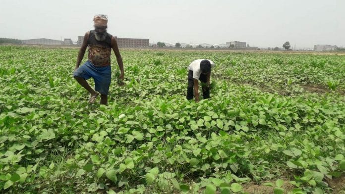 Farmhands working at Amrinder Singh's moong field in Lakhwal village, Ludhiana district | Abhishek Dey | ThePrint