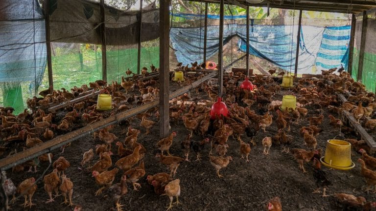 After India’s wheat restriction, Malaysia bans poultry exports in latest food protection move