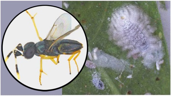 Anagyrus lopezi, a type of parasitic wasp imported from Benin to tackle the Cassava Mealybug (right) | Credit: ICAR-NBAIR
