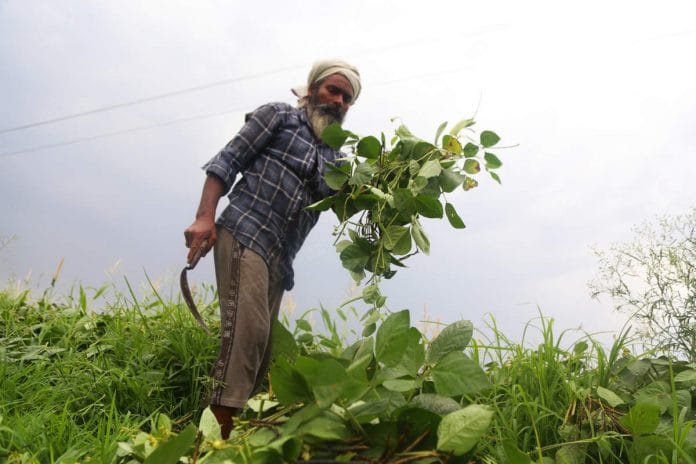 Farmer in Punjab cutting moong plants using a sickle | Manisha Mondal | ThePrint