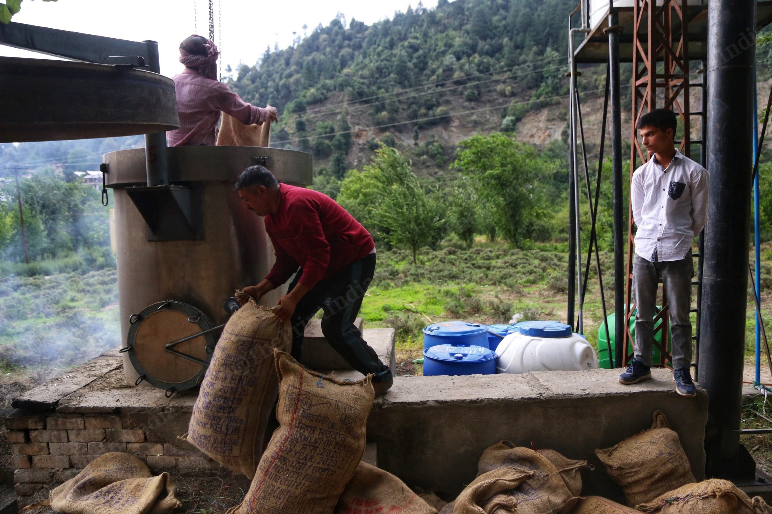Lavender being processed into oil | Manisha Mondal | ThePrint