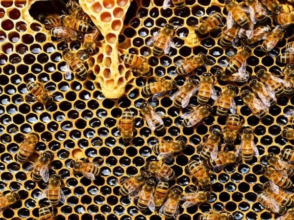 Climate change negatively impacts bumble bees: Study reveals