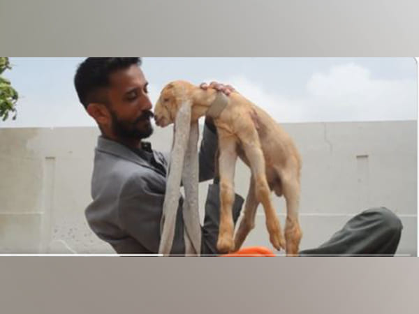 Video of Pakistani goat with unusually long ears creates buzz over social media, netizens call it 'Rapunzel goat'