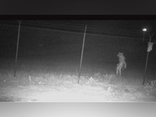Chupacabra? Texas zoo authorities seek community help in identifying  'strange' creature captured on camera – ThePrint – ANIFeed