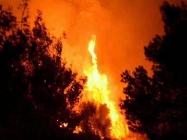 Afghanistan: Forest fire raging for over 10 days not contained yet 