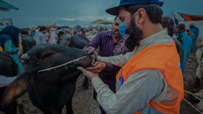 Pakistan too is rushing to save its cows—from lumpy skin