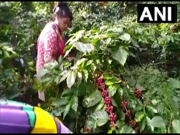 Coffee plantation transforming lives of tribals in Odisha's Koraput district