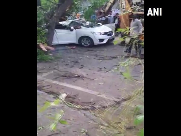 Woman dies after tree falls on her car in Chennai – ThePrint – ANIFeed