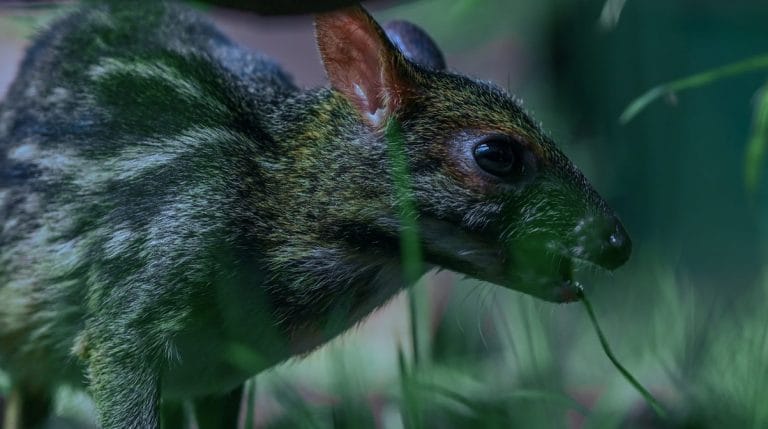 Indian Mouse Deer’s status as ‘Lowest Risk’ is worrying. Look at full picture first