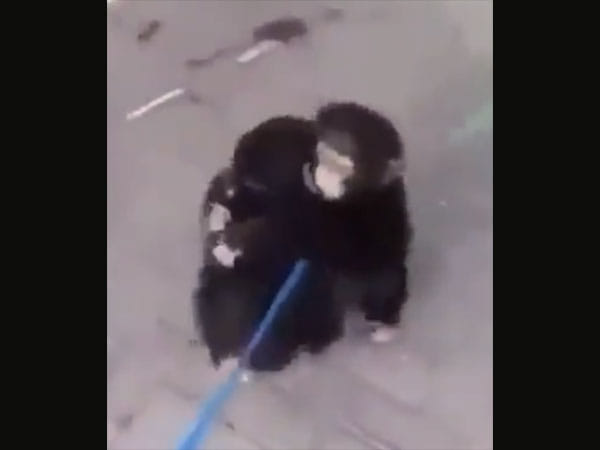 Young chimpanzee brothers pour their hearts out in viral video as they meet after separation