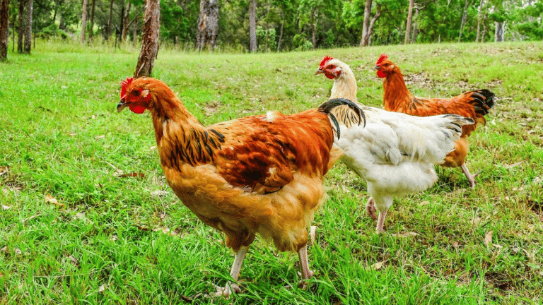 Chickens are the most populous bird on earth. But before becoming food, they were ‘exotic’