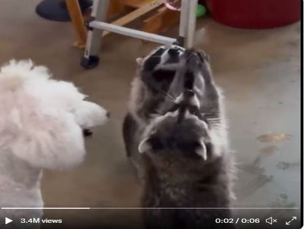 Viral Video: Raccoons playing with soap bubbles captures hearts on social media