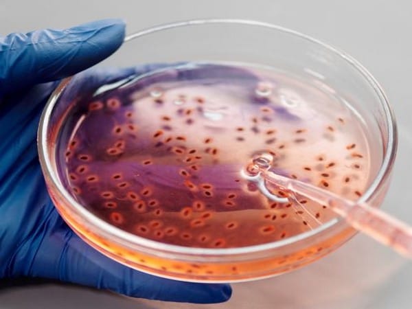 To treat infections, visible light activates molecular machineries: Study