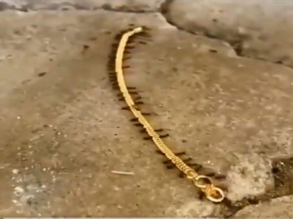 Watch: Tiny ants smuggle gold chain in viral video