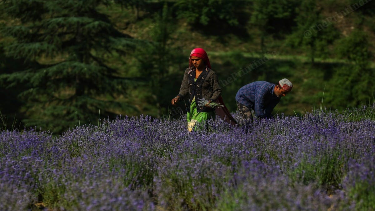 Lavender plantation in Bhaderwah | Manisha Mondal | ThePrint