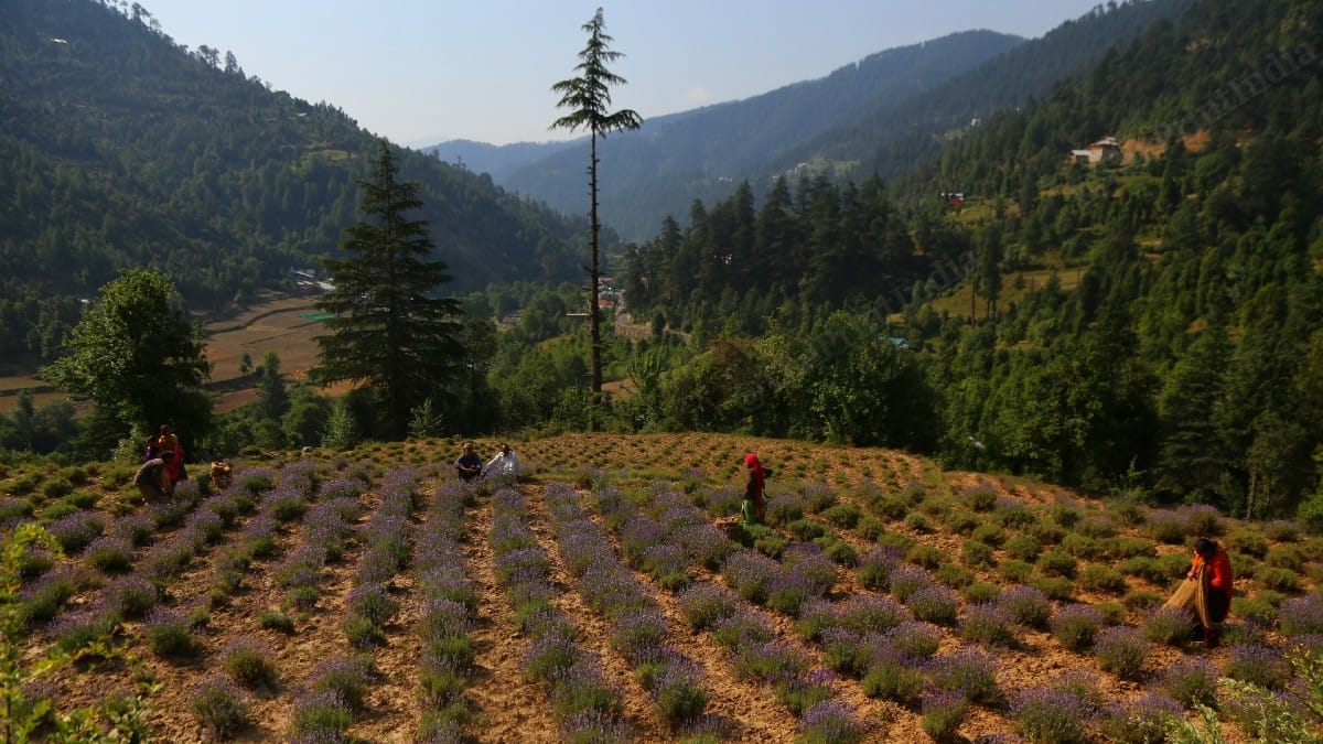 Lavender plantation in Bhaderwah | Manisha Mondal | ThePrint
