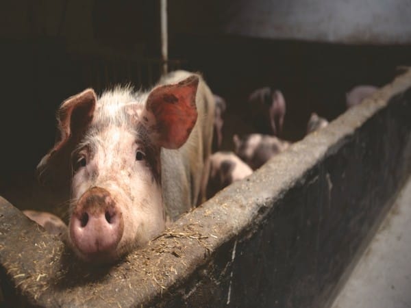 Study shows highly antibiotic-resistant MRSA strain found in pigs can spread to humans