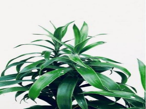 New developed artificial photosynthesis to help make food production more energy-efficient