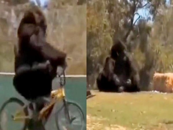 Gorilla rides a bicycle, throws it away after falling off; video leaves netizens in splits