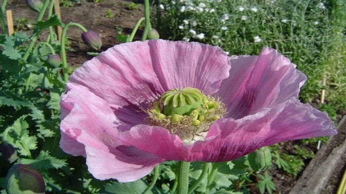 Representational photo of opium poppy | Commons