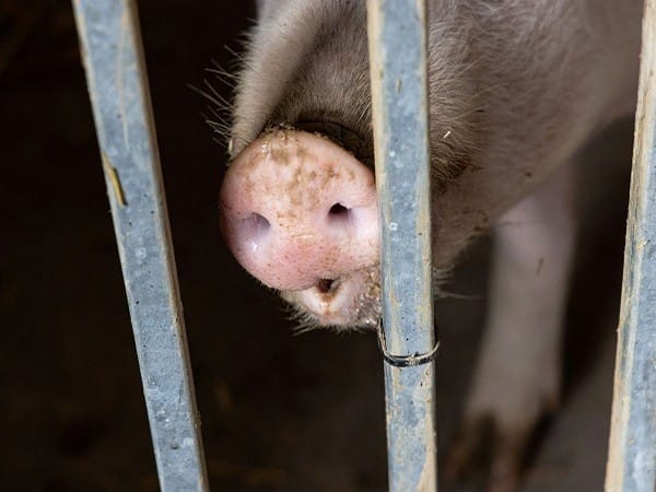 African Swine Fever reported in farm of Kerala's Wayanad district