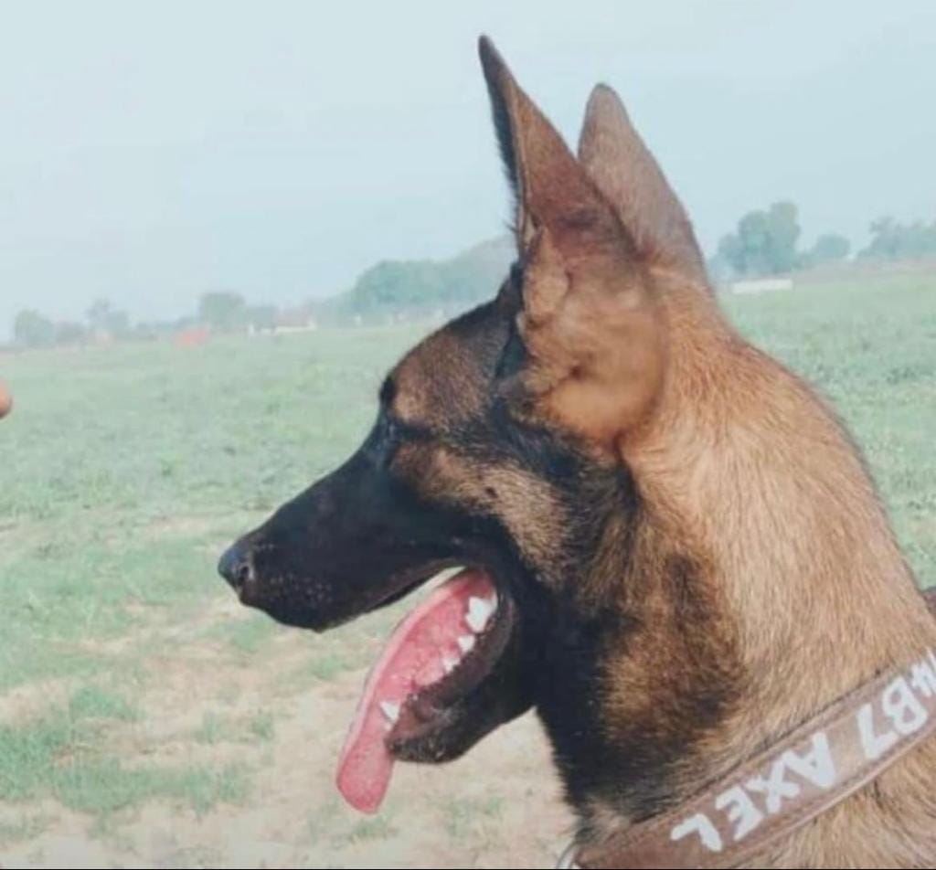 File photo of Axel | Credit: Indian Army