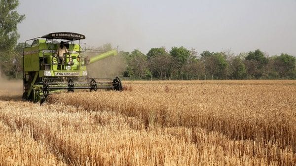 Farmers suffered no losses due to wheat export ban, domestic prices above MSP: Govt