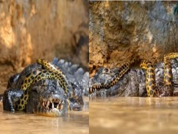 WATCH: Anaconda and Alligator Survival fight captured on cam; Internet guesses who won